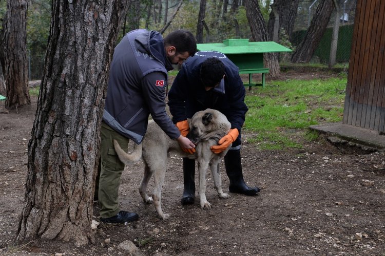 Osmangazi’de başıboş köpek mesaisi