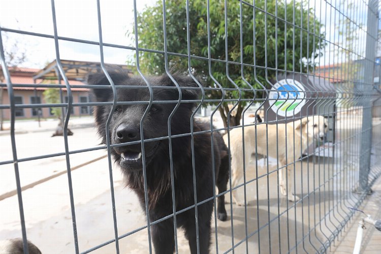 Sakarya'da can dostlara özel bakım merkezi