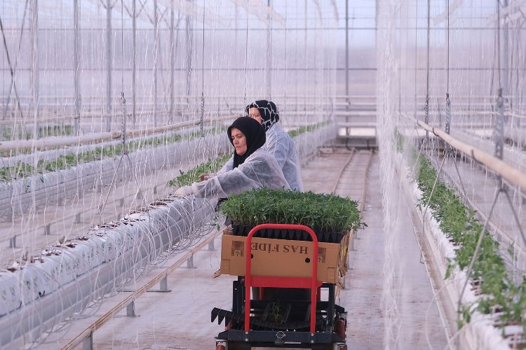 Sakarya serada üretim rekoru kıracak