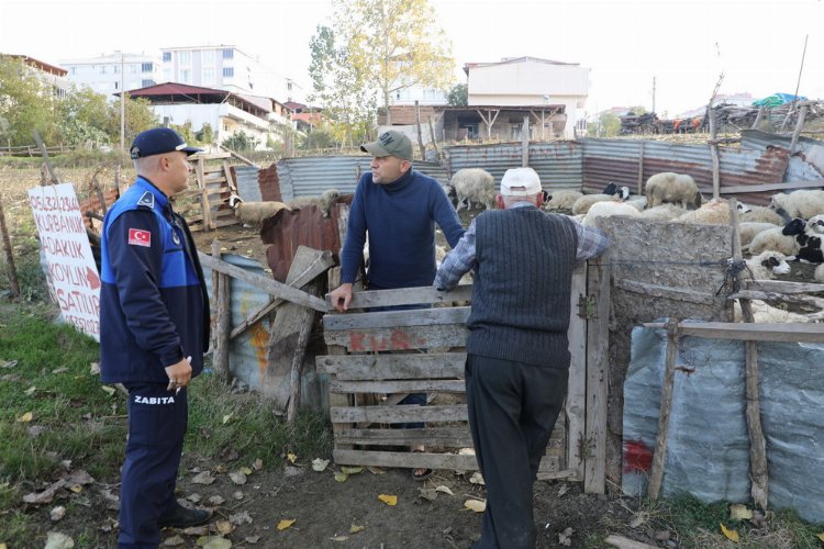 Samsun İlkadım'da ahırlara zabıta müdahalesi