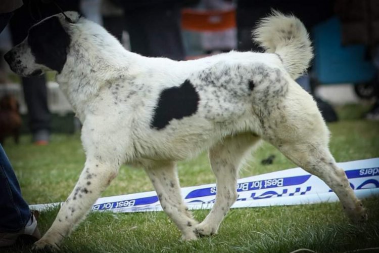 Sırbistan şampiyonu 'Laysan' Makedonya yolcusu