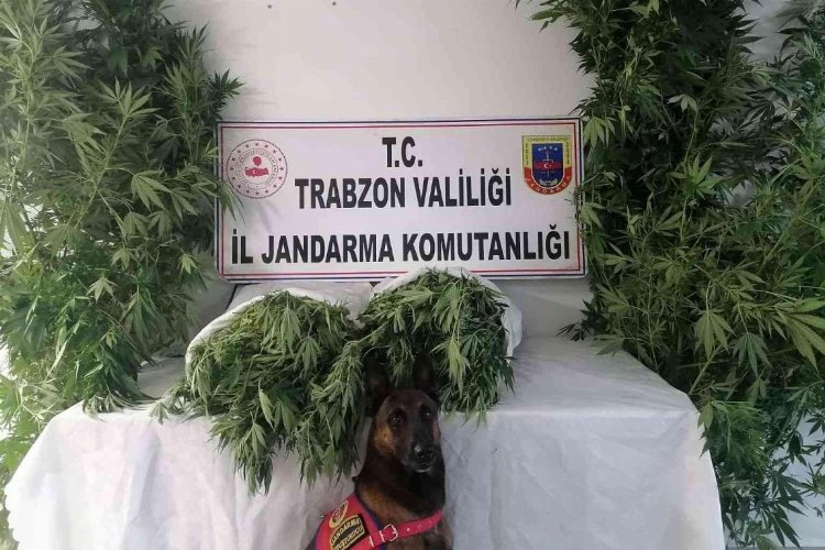 Trabzon Ortahisar'da Jandarma'dan ortak operasyon