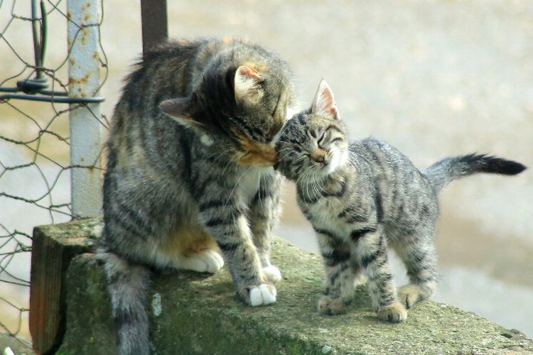 Yenişehir'de kedi ailesinin sabah bakımı