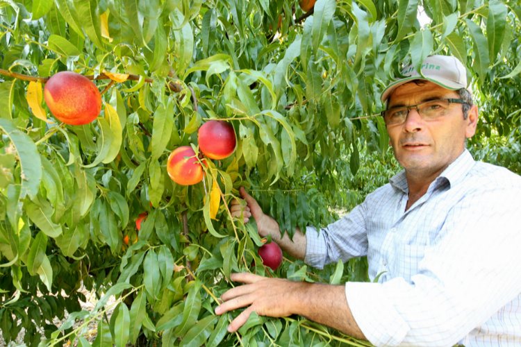 Yenişehir Ovası'nı don ve kırağı vurdu