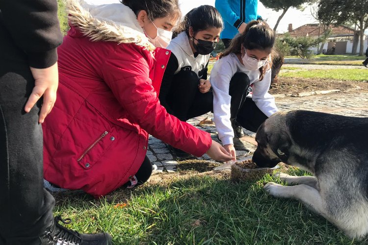 İzmir Bergama sokak hayvanları için AB Projesi