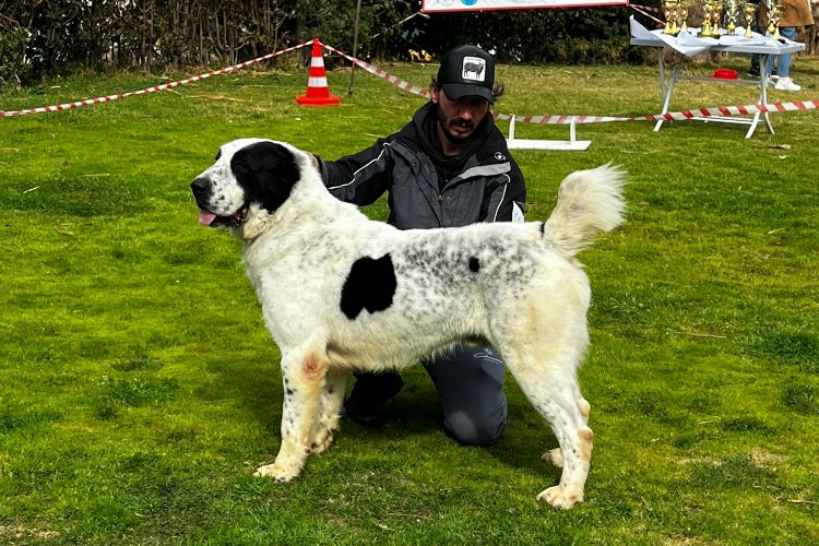 İzmir’in isim yapmış köpeklerinden ‘Laysan’ Sırbistan’a gidiyor